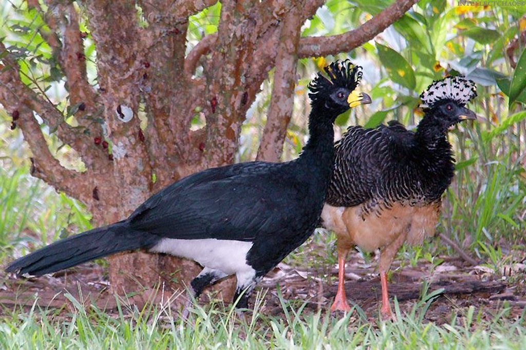 Two birds in a forest