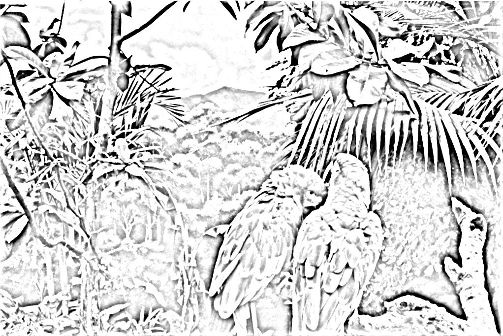 Two birds in a jungle