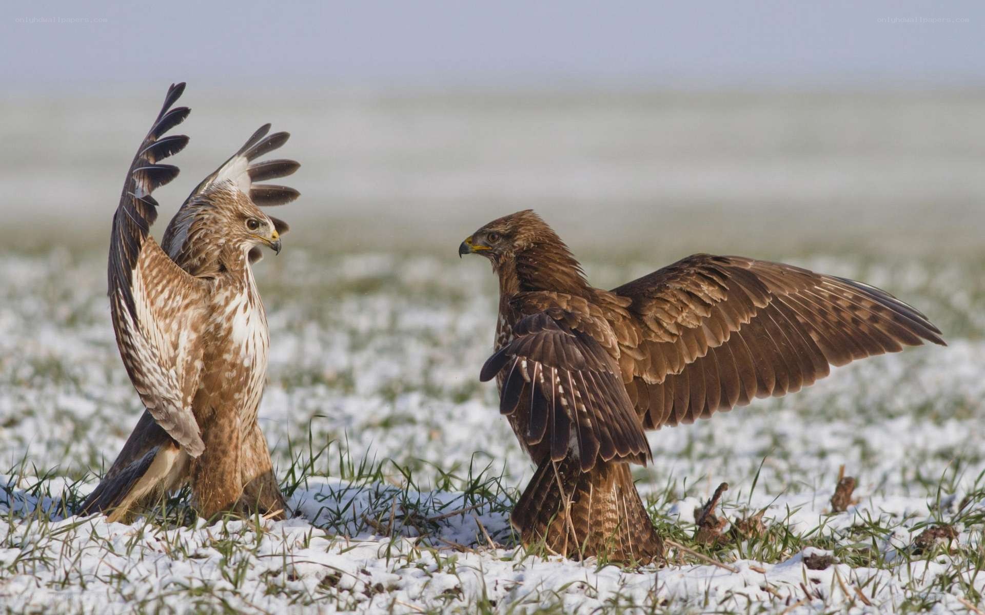 Two birds in a snowy field