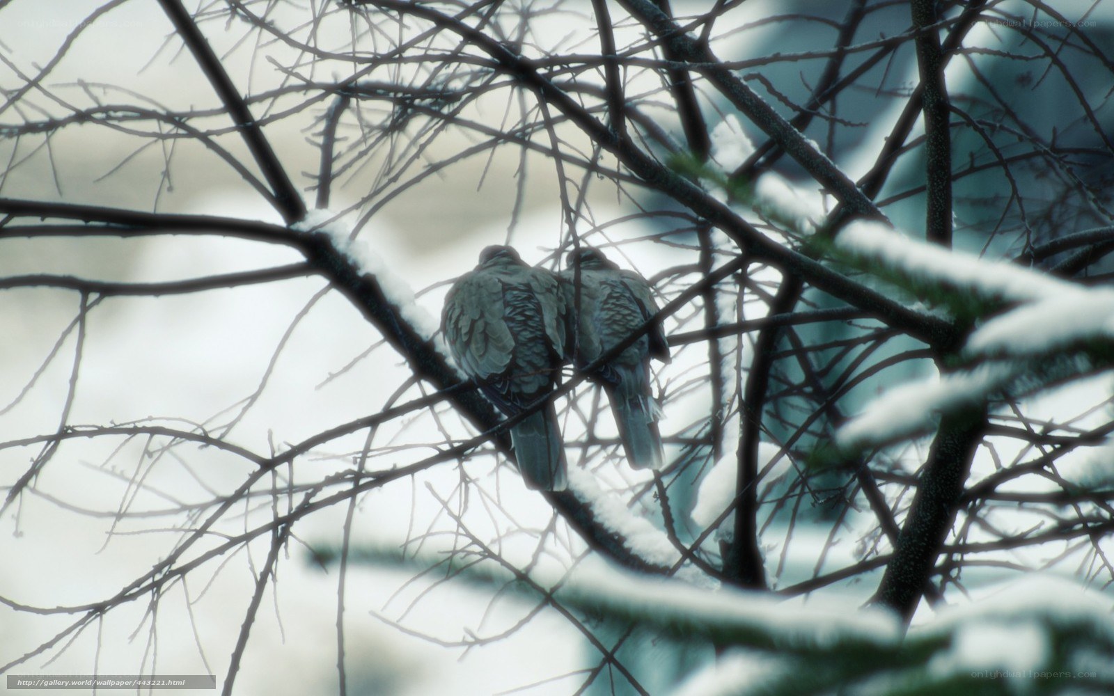 Two birds in a snowy tree