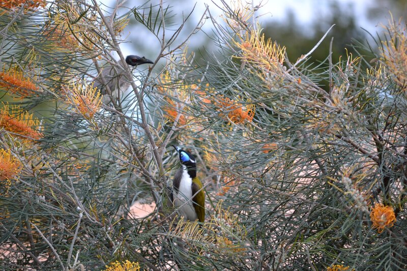Two Birds in Bush