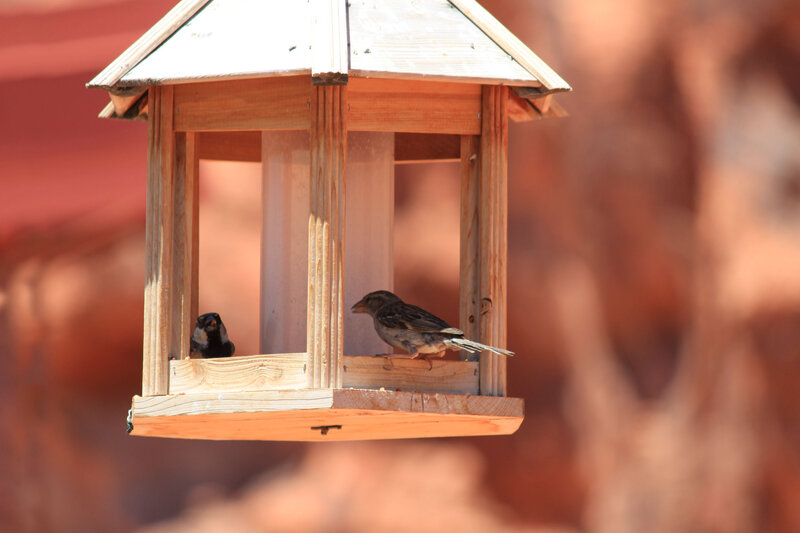 Two Birds in Feeder