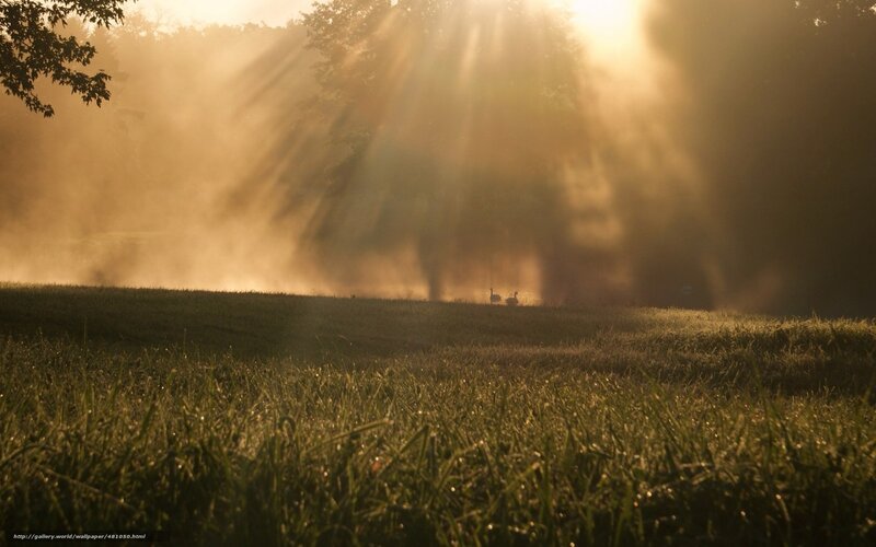Two Birds in Field — Green