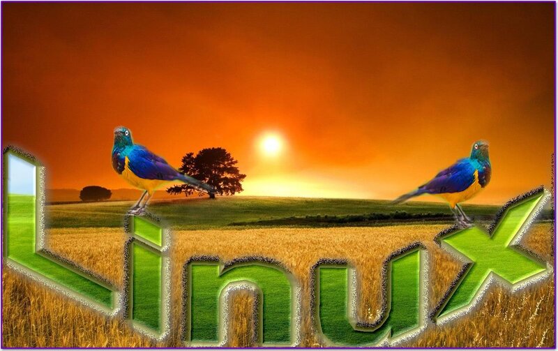 Two Birds in Field
