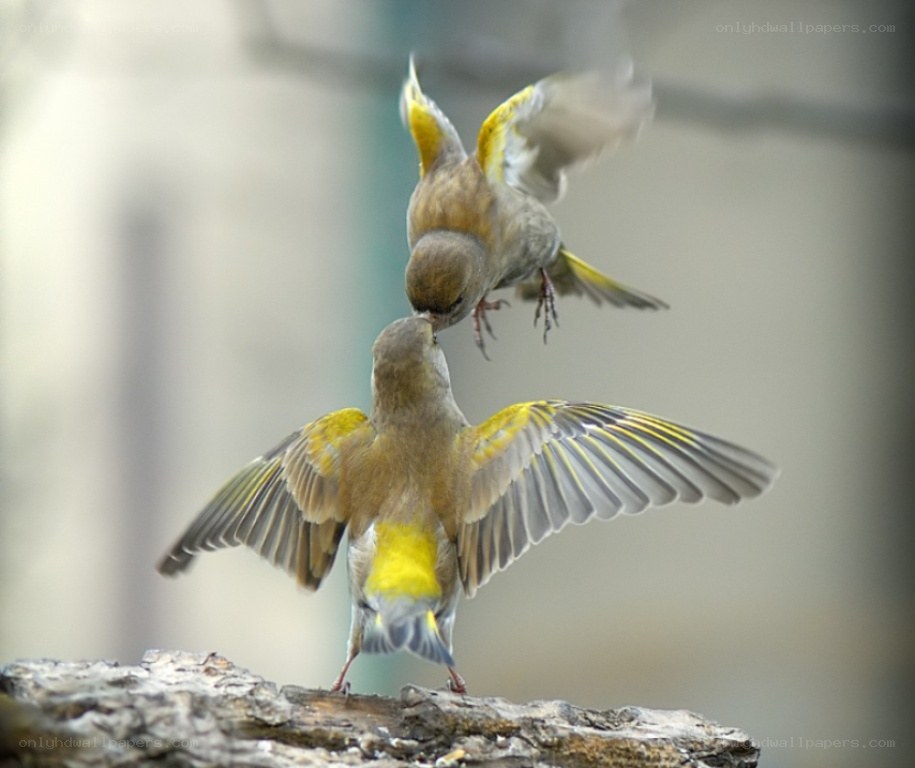 two birds in flight
