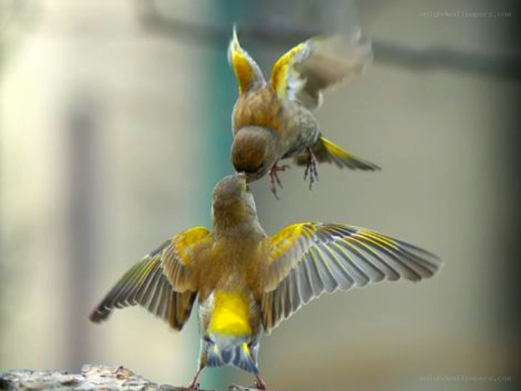 Two birds in flight