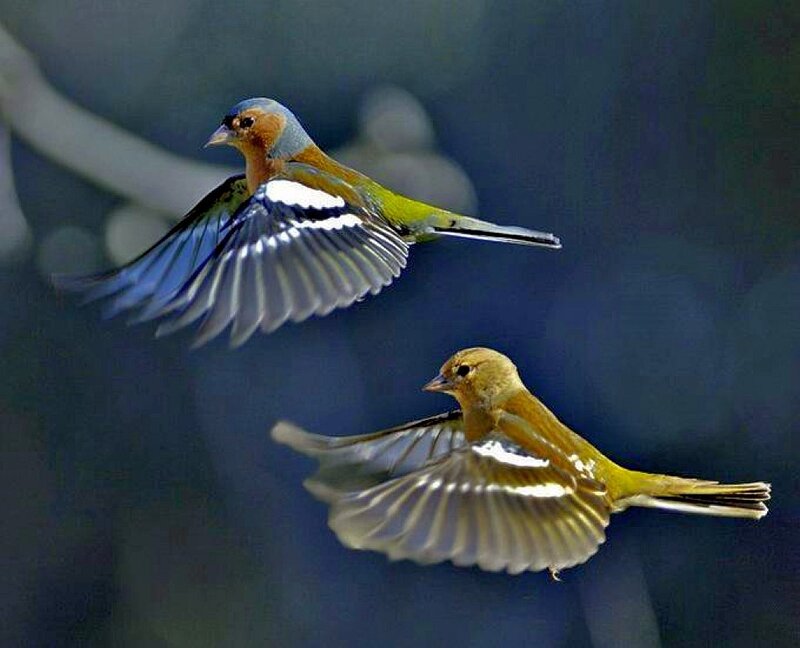 Two birds in flight