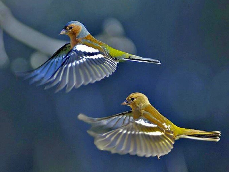 Two Birds in Flight — Blue, Dynamic