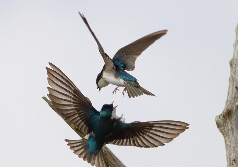 Two Birds in Flight — Blue