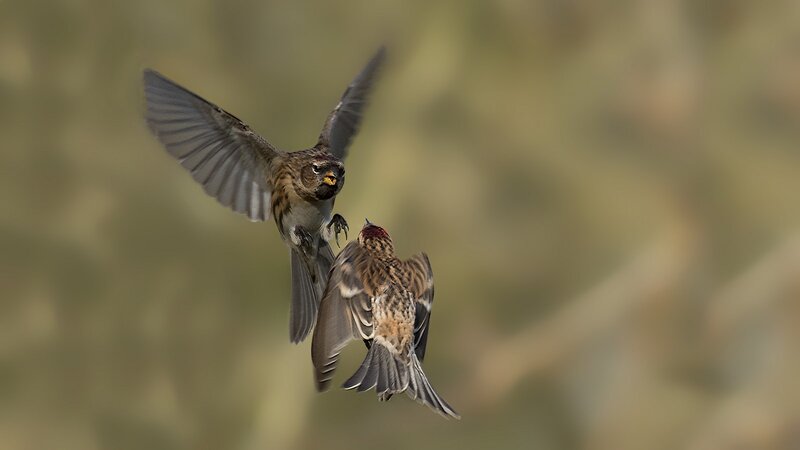 Two Birds in Flight — Brown, Dynamic
