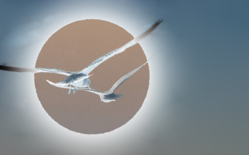 Two Birds in Flight — Brown