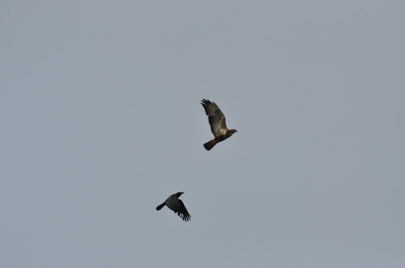 Two Birds in Flight — Gray, Calm