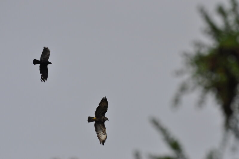 Two Birds in Flight — Gray, Dramatic