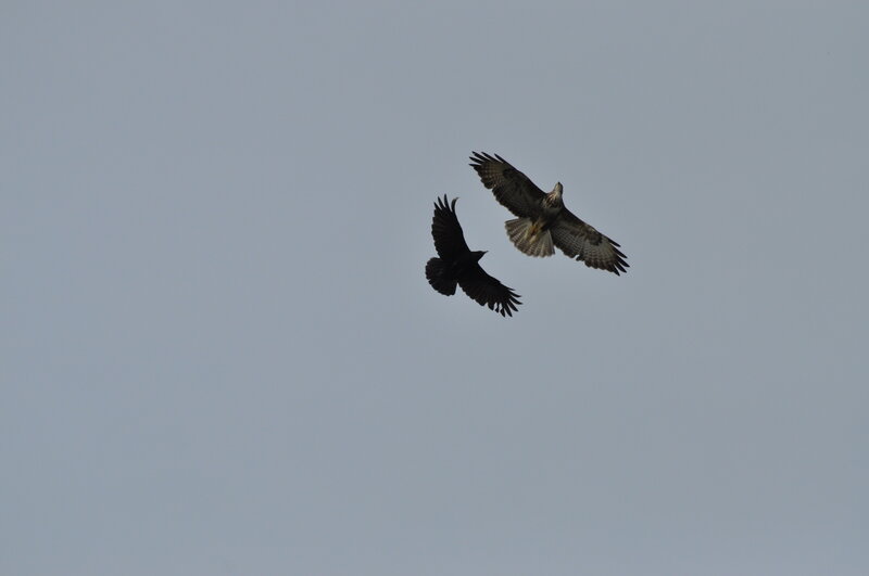 Two Birds in Flight — Gray