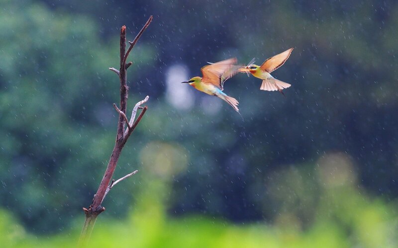 Two Birds in Flight — Green, Dynamic