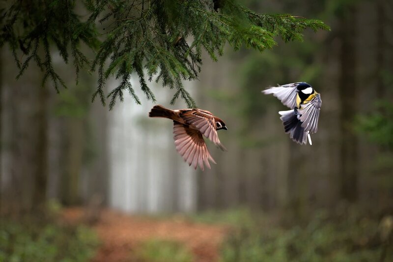 Two Birds in Flight — Green, Serene, Photograph