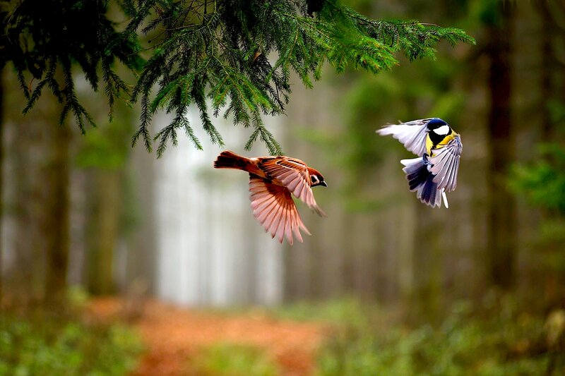 Two Birds in Flight — Green, Serene