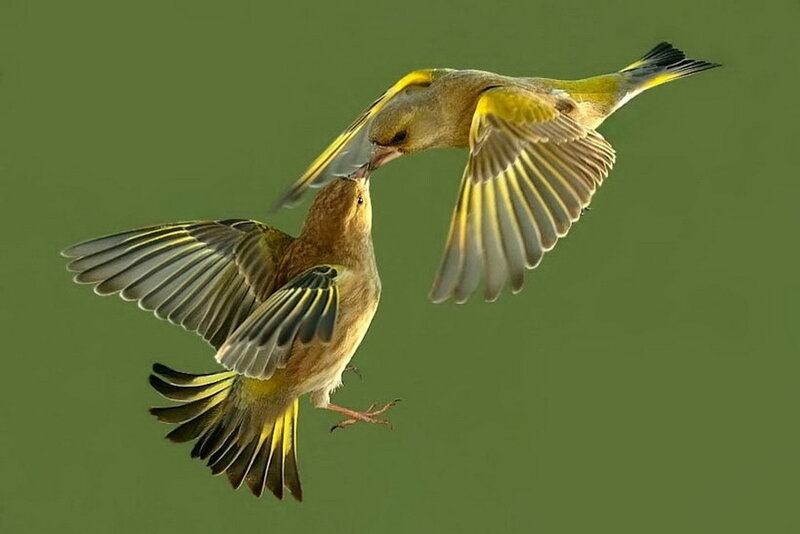 Two Birds in Flight — Green