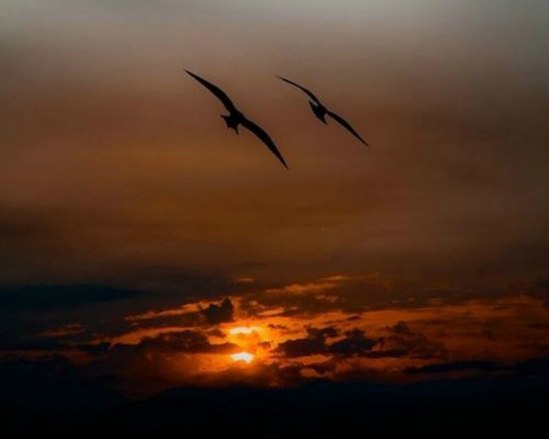 Two Birds in Flight — Orange, Dramatic, Sunset, Photograph, Sun, Clouds
