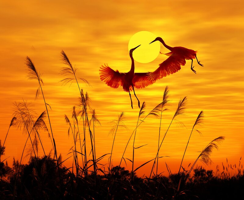 Two Birds in Flight — Orange, Dramatic, Sunset, Photograph, Sun