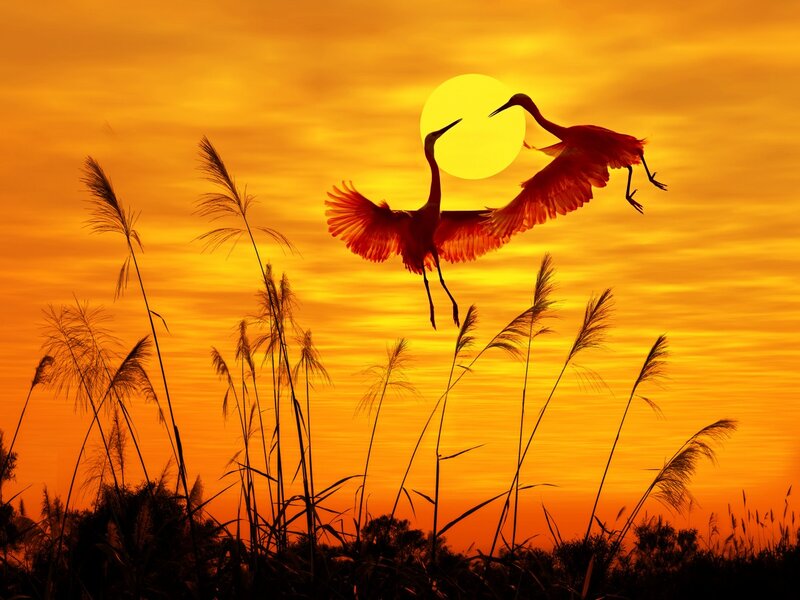 Two Birds in Flight — Orange, Dramatic, Sunset, Photograph