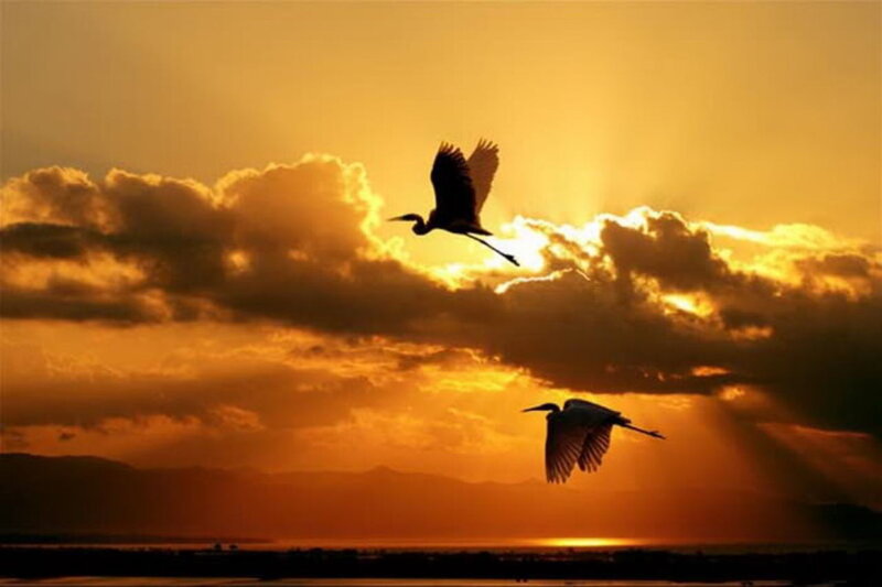 Two Birds in Flight — Orange, Dramatic, Sunset