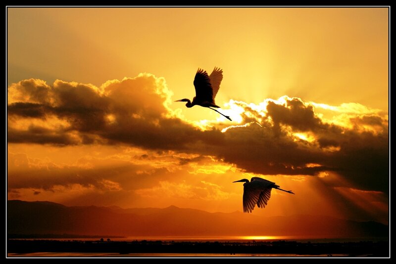 Two Birds in Flight — Orange, Dramatic