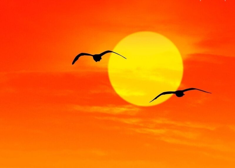 Two Birds in Flight — Orange