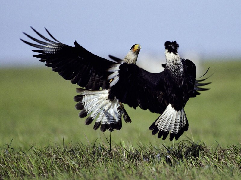Two birds in flight over grass