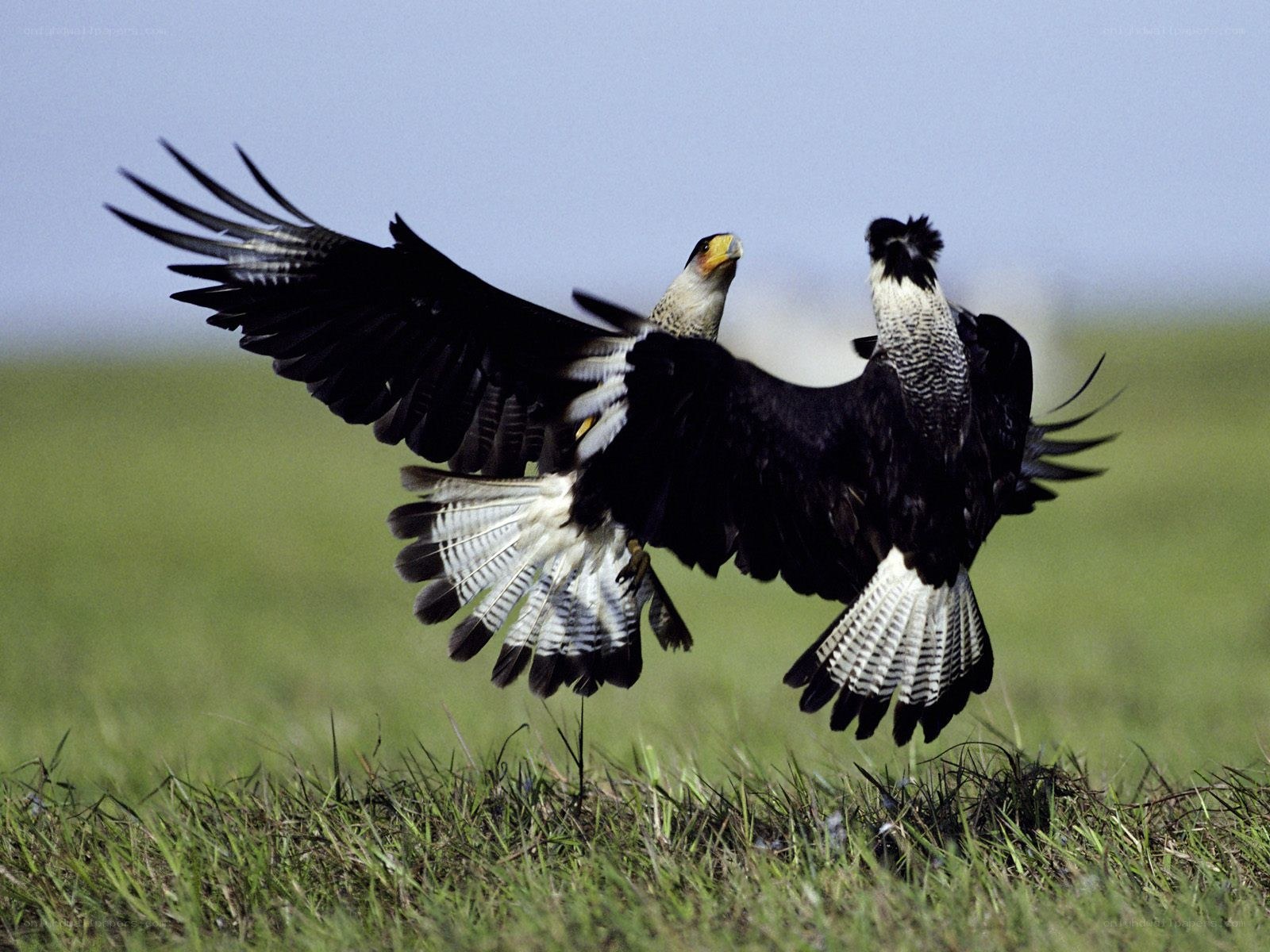 Two birds in flight over grass