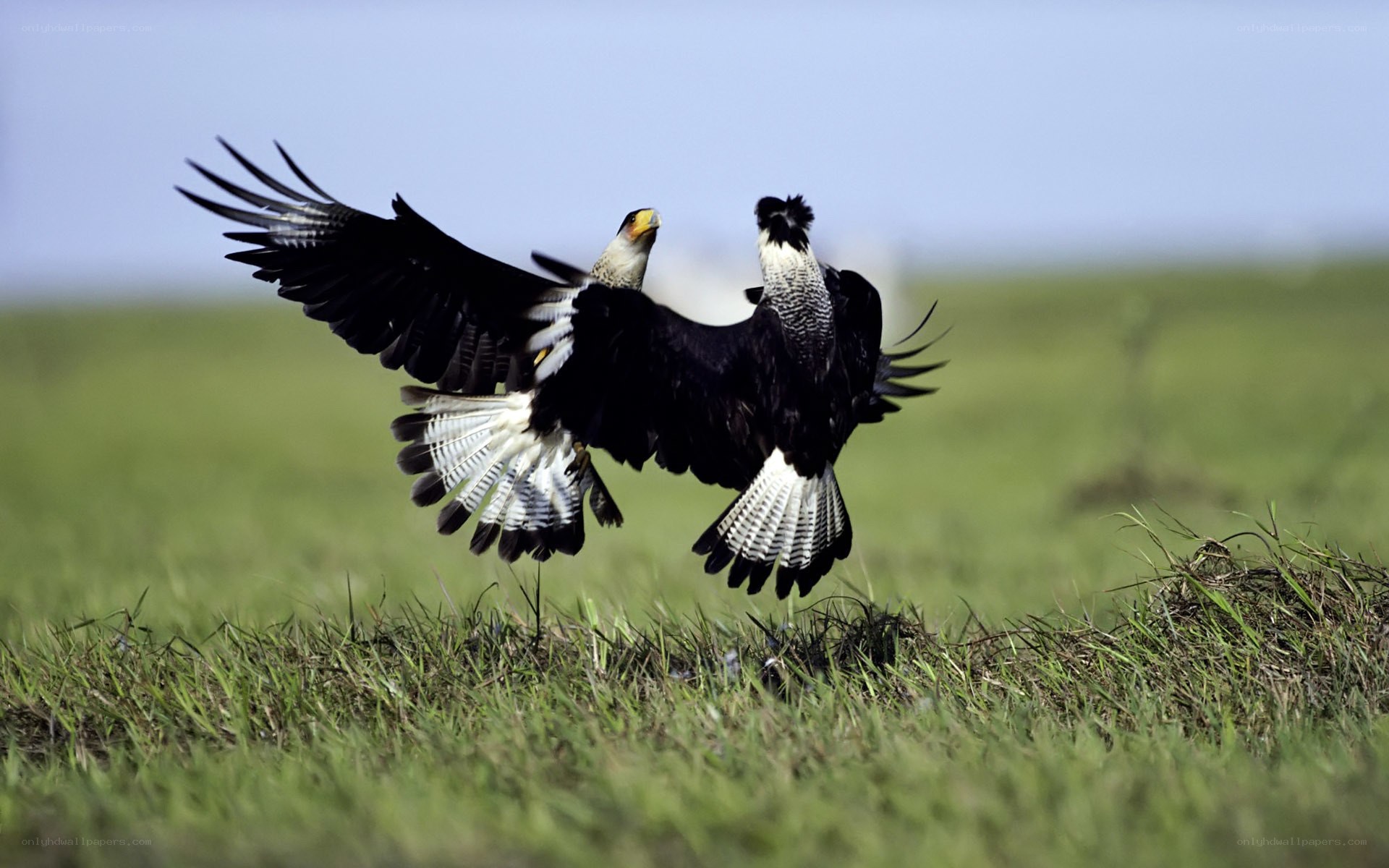 Two birds in flight over grass
