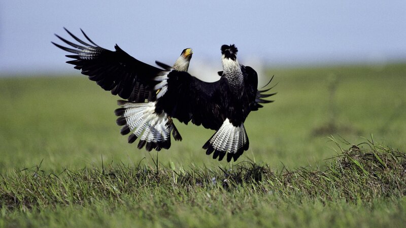 Two birds in flight over grassland