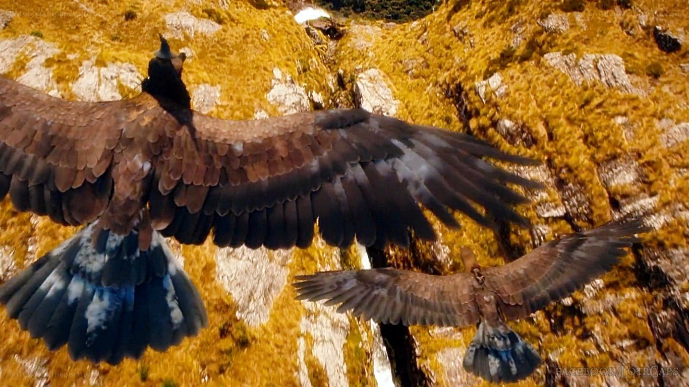 Two birds in flight over rocks