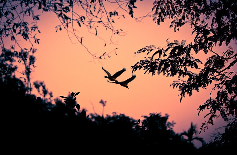 Two Birds in Flight — Pink