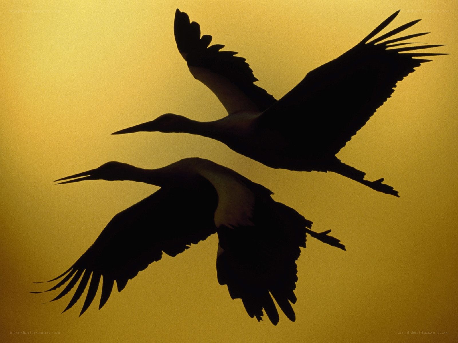 Two birds in flight silhouette