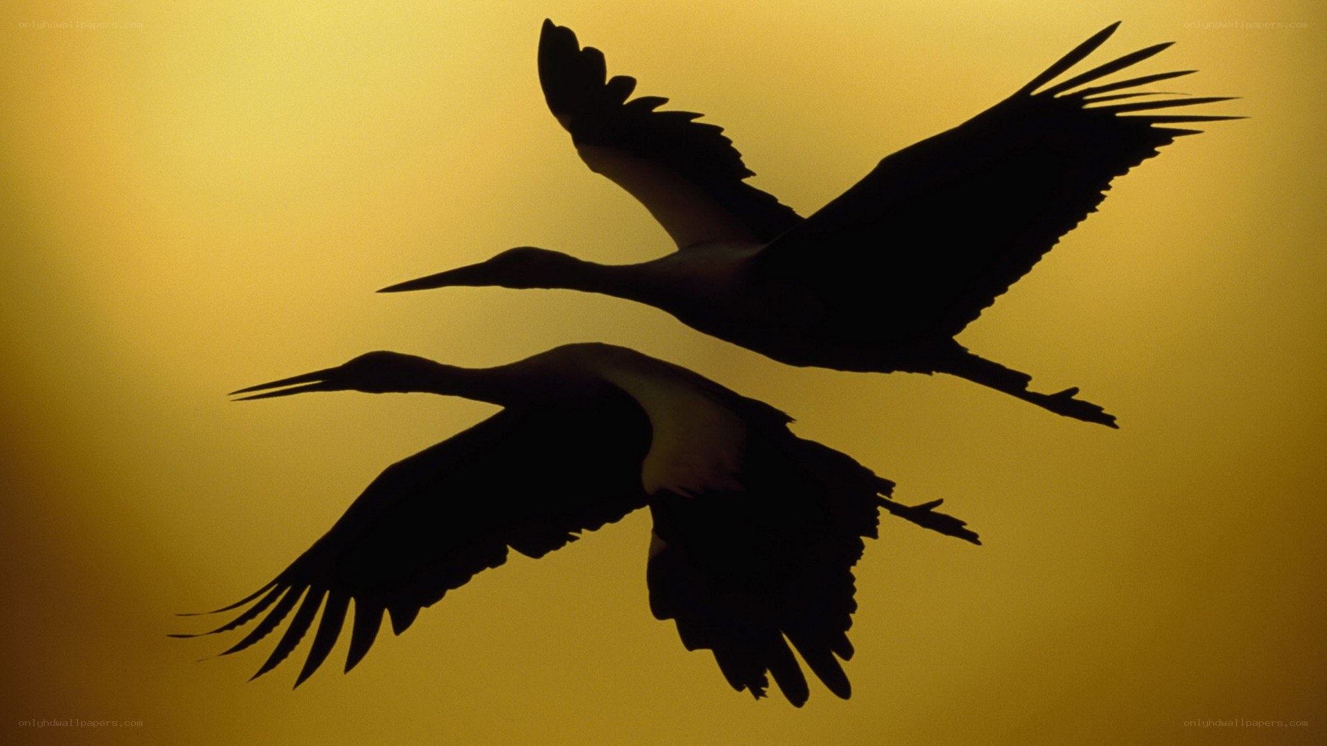 Two birds in flight silhouette