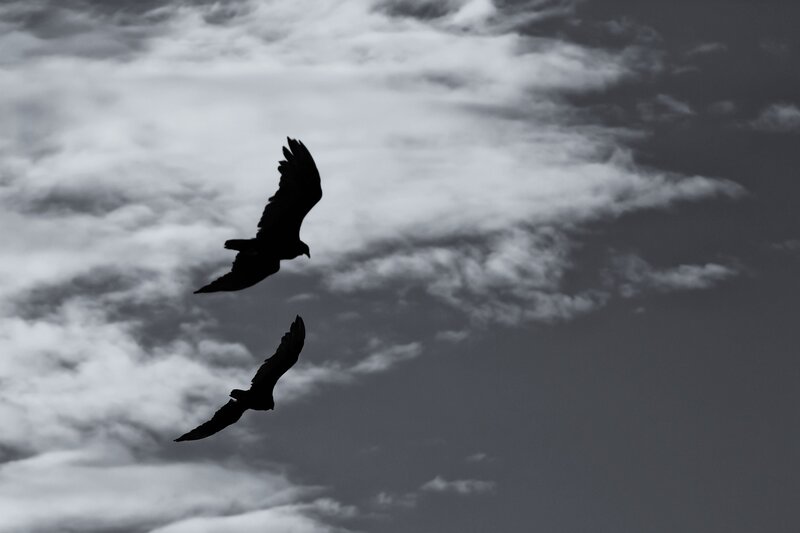 Two birds in flight