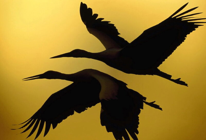 Two Birds in Flight — Yellow, Dramatic