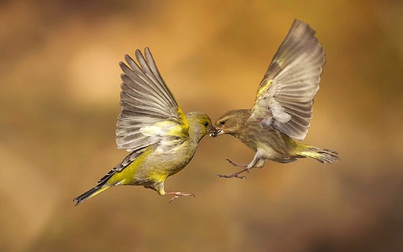 Two Birds in Flight — Yellow, Dynamic, Afternoon