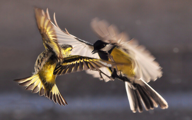 Two Birds in Flight — Yellow, Dynamic