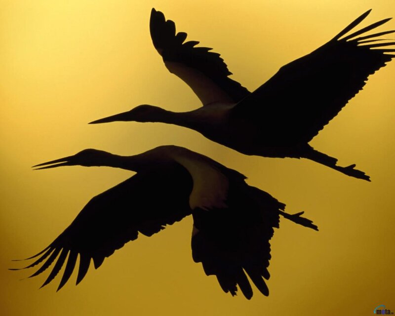 Two Birds in Flight — Yellow, Serene, Sunset