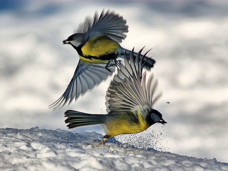 Two Birds in Flight — Yellow