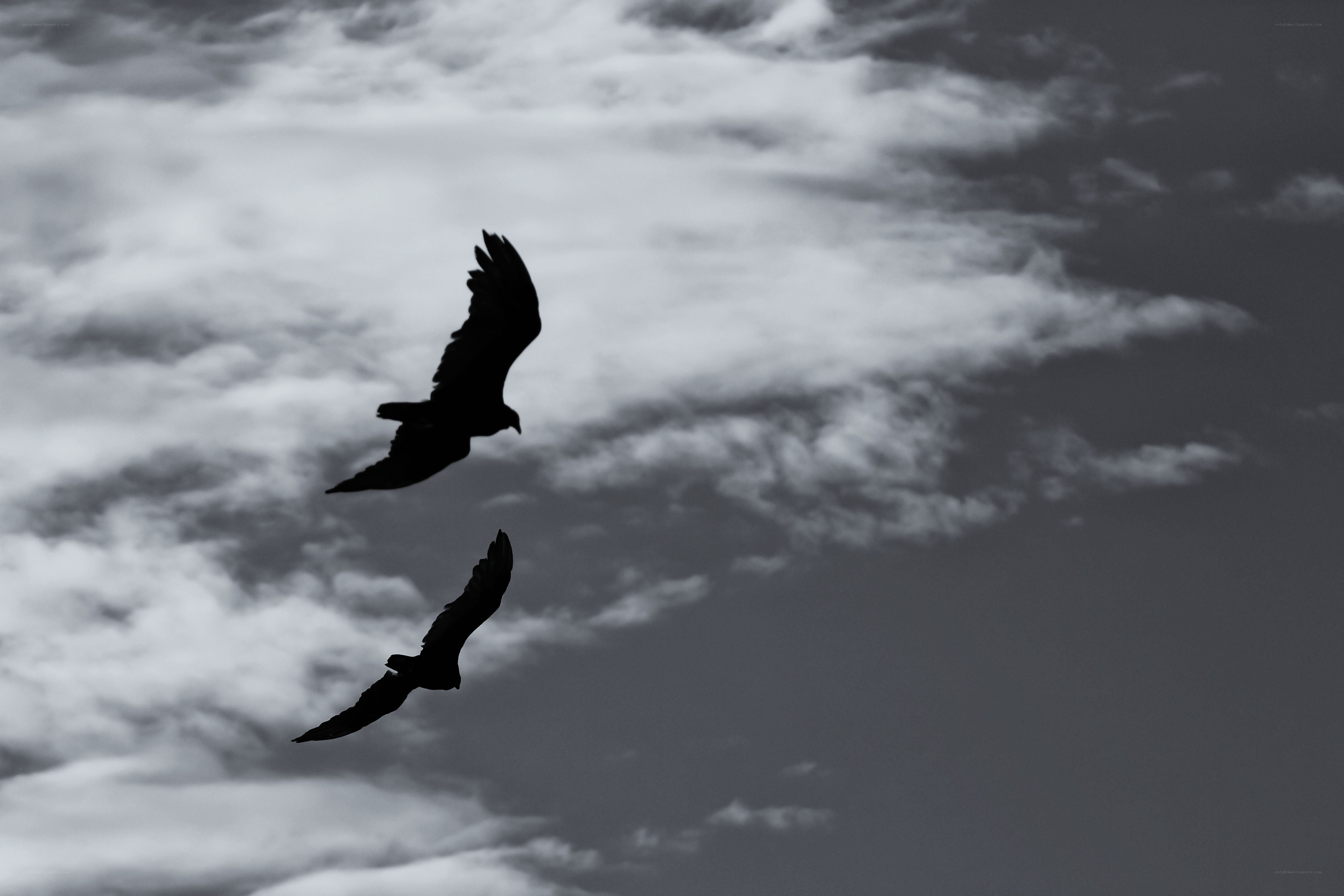 Two birds in flight