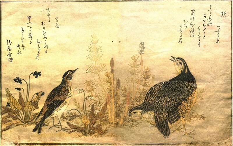 Two Birds in Grass
