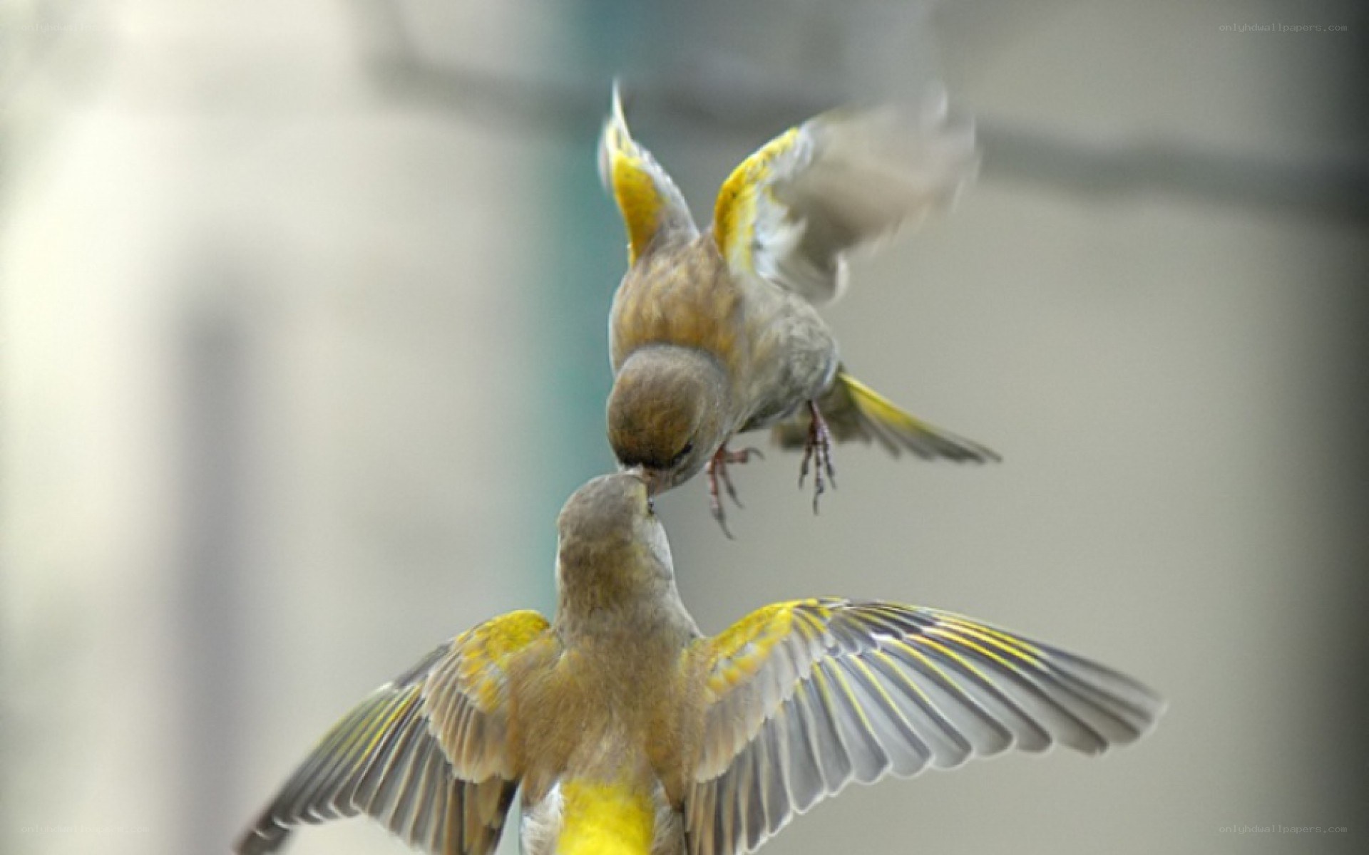Two birds in mid-air combat