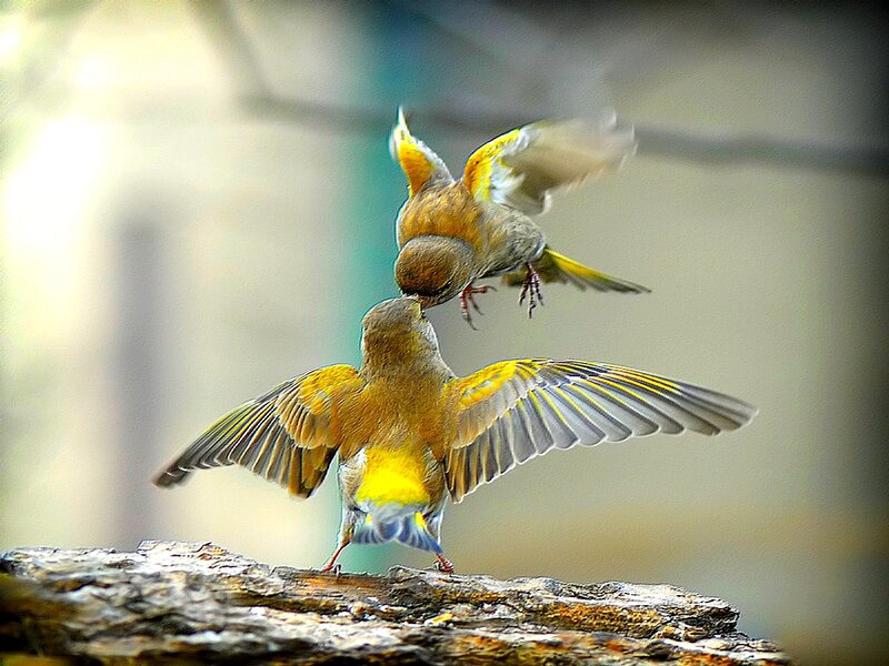 Two birds in mid-air confrontation