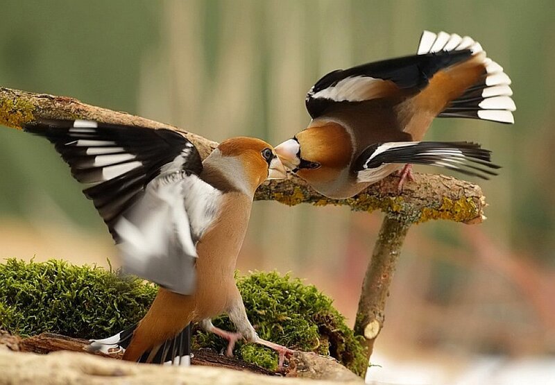 Two birds in mid-air fight