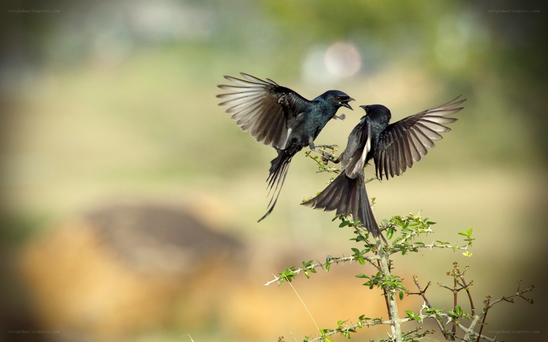 Two birds in mid-air fight