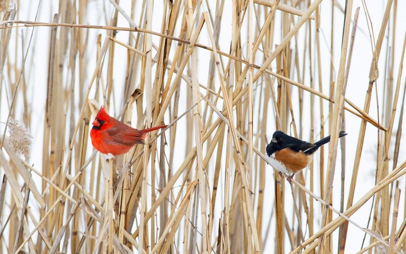 Two Birds in Reeds