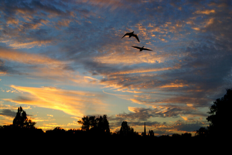 Two Birds in Sky — Orange